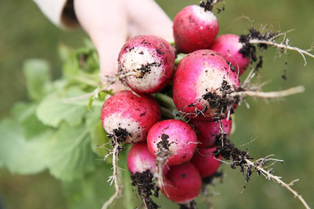 How To Get 4 Radish Harvests In One Season