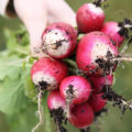 How To Get 4 Radish Harvests In One Season