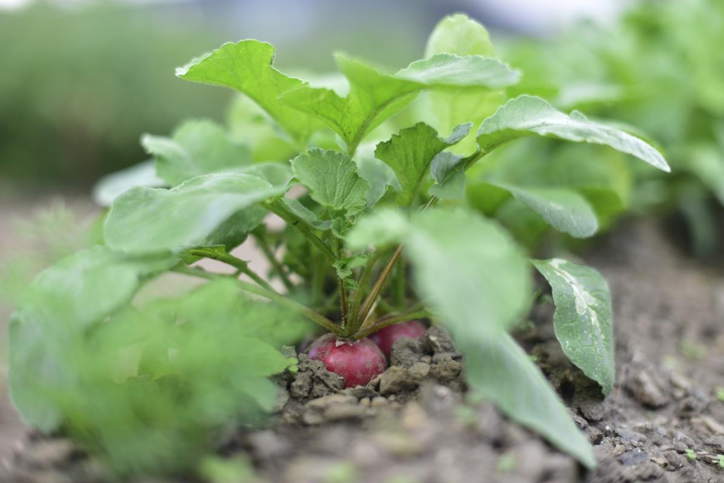 How To Get 4 Radish Harvests In One Season