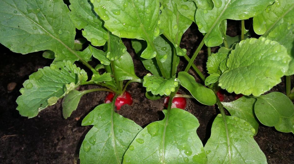 How To Get 4 Radish Harvests In One Season