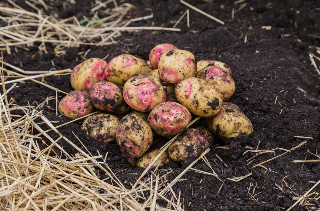 How To Grow Healthy Potatoes: Planting And Care (Part 2)