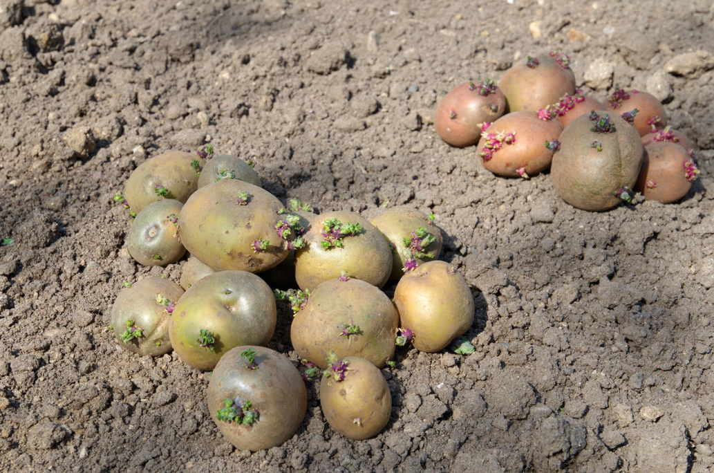 How To Grow Healthy Potatoes: Planting And Care (Part 1)