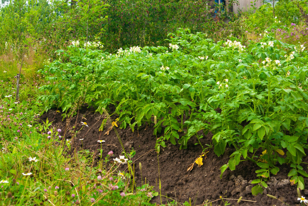 How To Grow Healthy Potatoes: Planting And Care (Part 1)