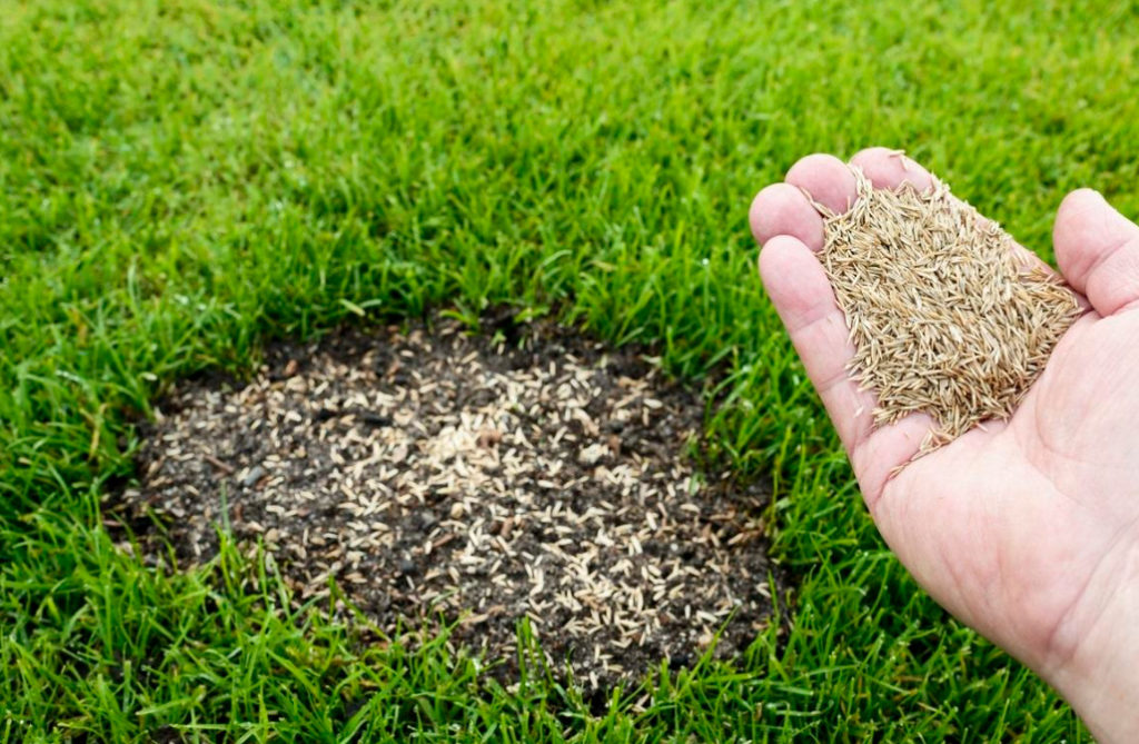 How To Restore The Lawn. Spots, Bald Spots, Weeds And Other Problems (Part 1)