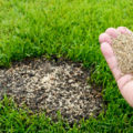 How To Restore The Lawn. Spots, Bald Spots, Weeds And Other Problems (Part 2)