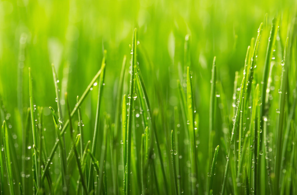 How To Restore The Lawn. Spots, Bald Spots, Weeds And Other Problems (Part 2)