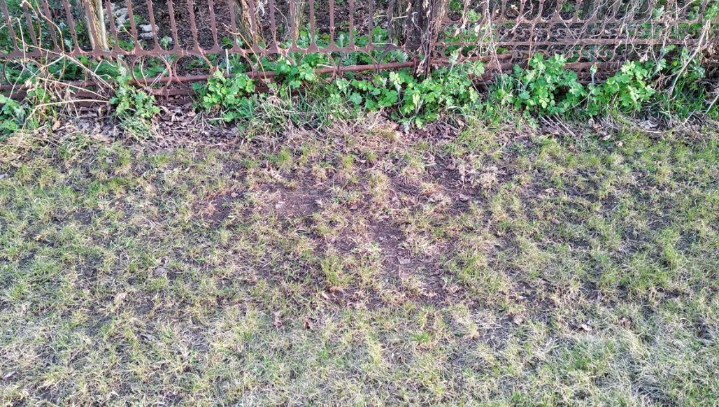 How To Restore The Lawn. Spots, Bald Spots, Weeds And Other Problems (Part 2)