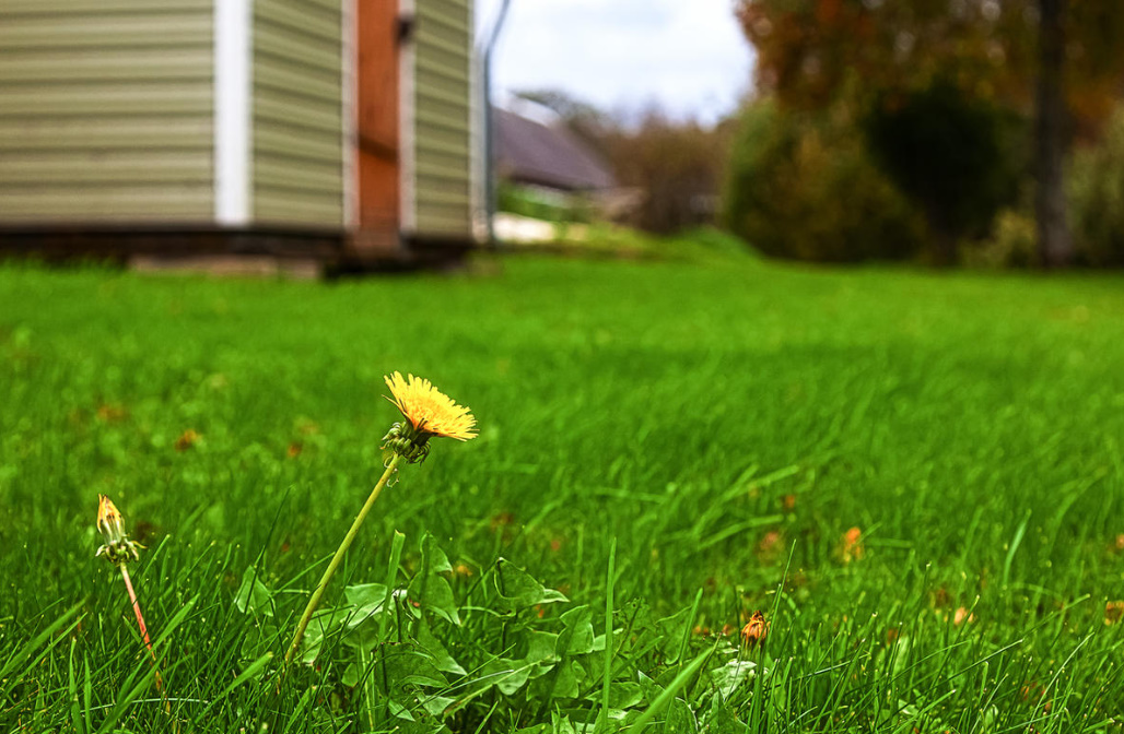 How To Restore The Lawn. Spots, Bald Spots, Weeds And Other Problems (Part 1)