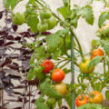 How To Seal Plantings In a Greenhouse
