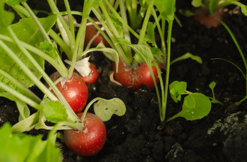 How To Seal Plantings In a Greenhouse