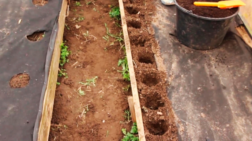 How To Seal Plantings In a Greenhouse