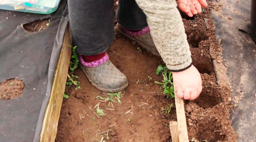 How To Seal Plantings In a Greenhouse