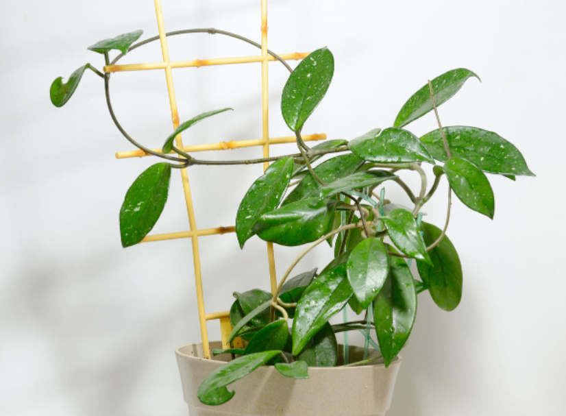 Hoya In The House: Tips For Growing Wax Ivy