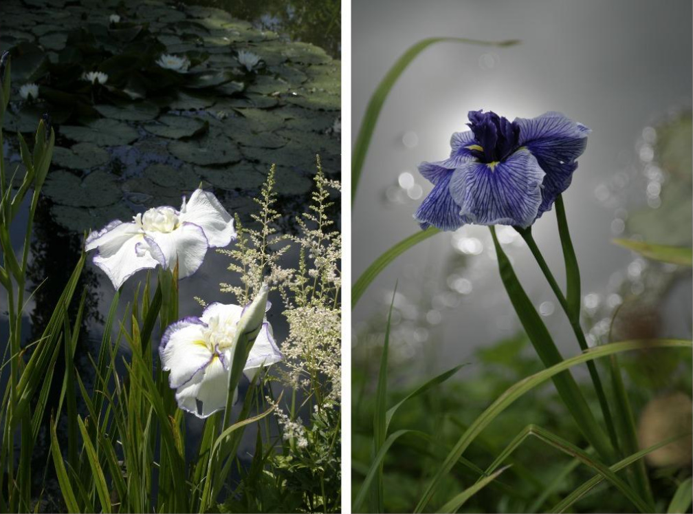 Japanese Irises: Varieties, Personal Experience Of Planting And Care