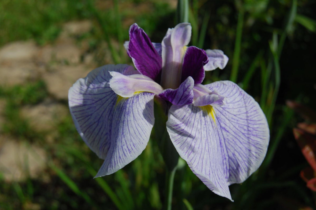 Japanese Irises: Varieties, Personal Experience Of Planting And Care