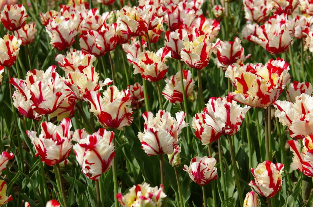 Parrot Tulips: a Selection Of The Most Spectacular Varieties