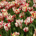 Parrot Tulips: a Selection Of The Most Spectacular Varieties
