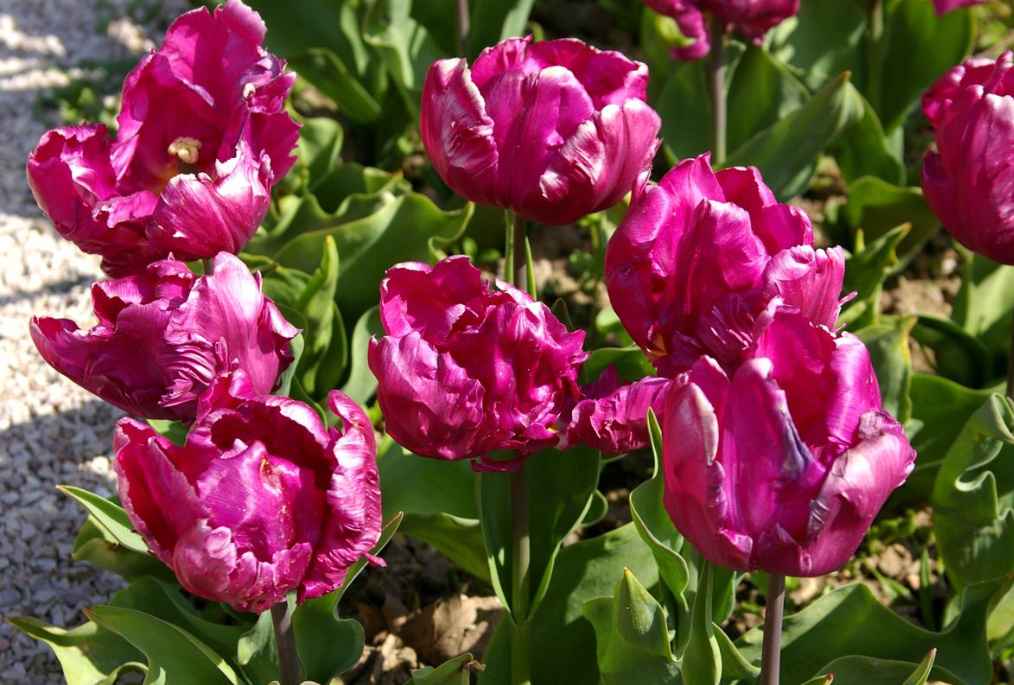 Parrot Tulips: a Selection Of The Most Spectacular Varieties