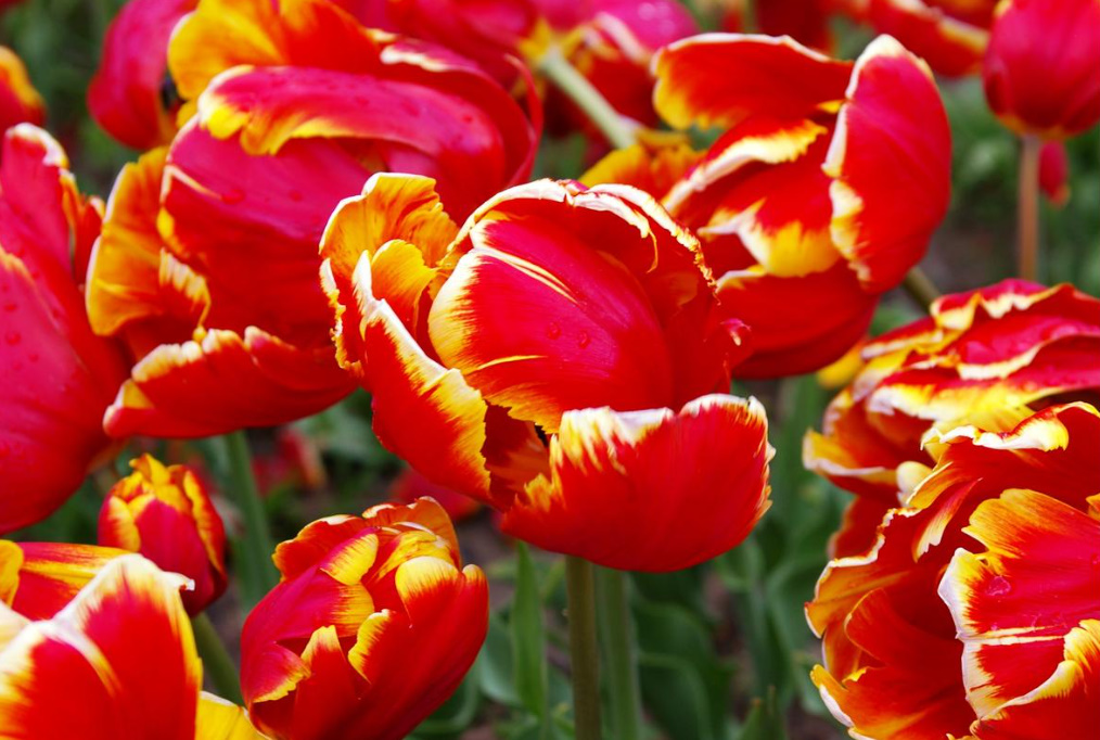 Parrot Tulips: a Selection Of The Most Spectacular Varieties