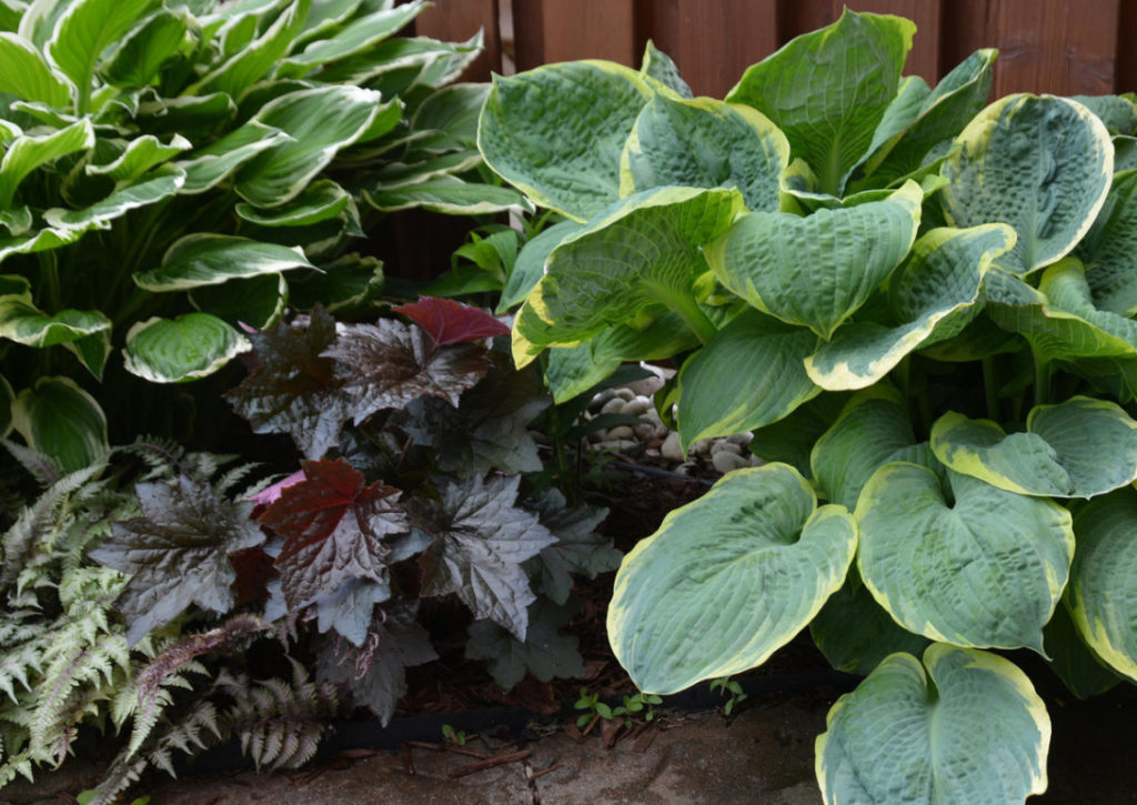 Perennials With Beautiful Leaves: Where To Plant Them And How To Care For Them (Part 3)