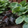 Perennials With Beautiful Leaves: Where To Plant Them And How To Care For Them (Part 3)