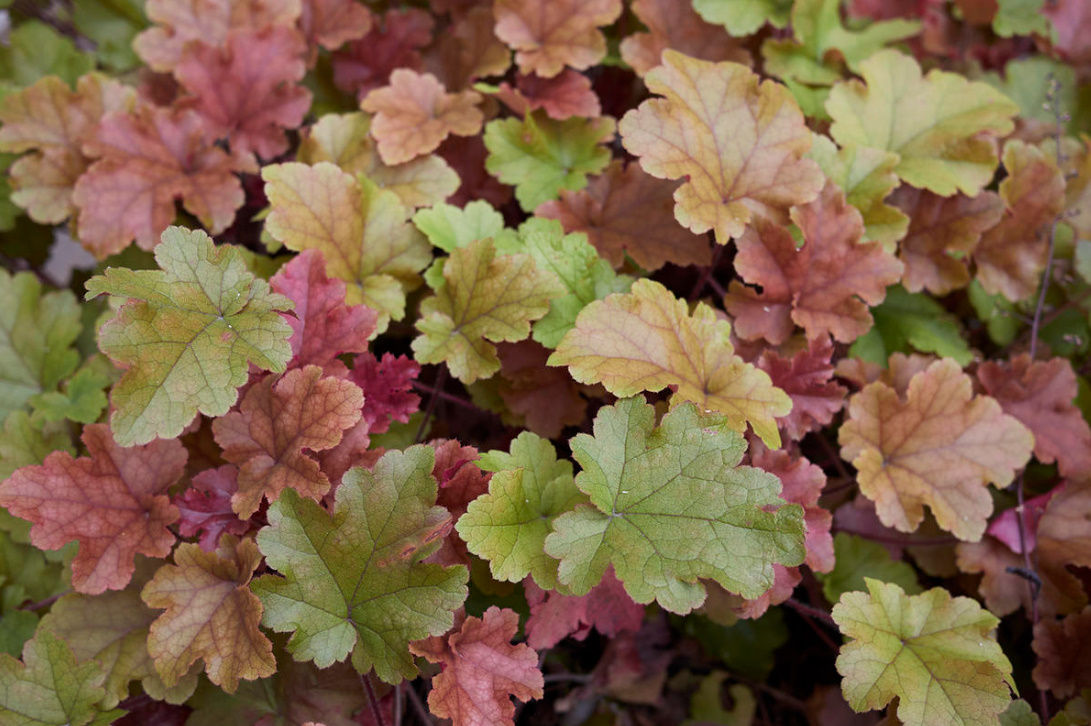 Perennials With Beautiful Leaves: Where To Plant Them And How To Care For Them (Part 1)