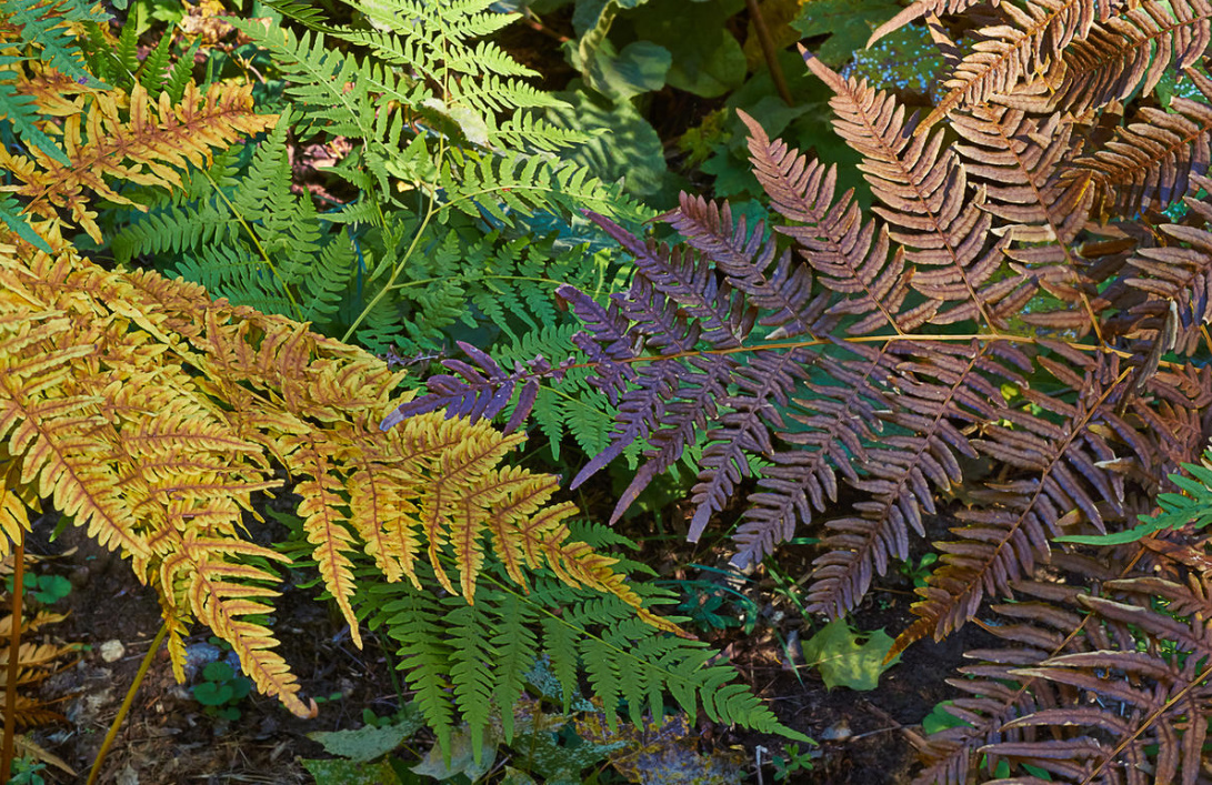 Perennials With Beautiful Leaves: Where To Plant Them And How To Care For Them (Part 1)