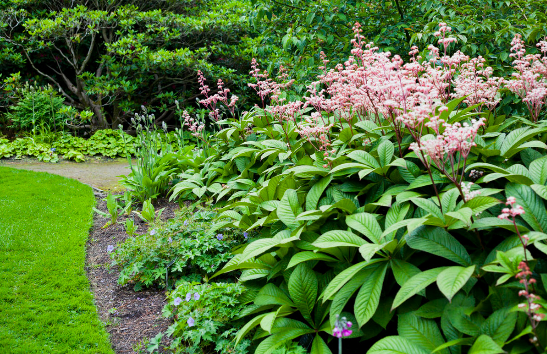 Perennials With Beautiful Leaves: Where To Plant Them And How To Care For Them (Part 2)
