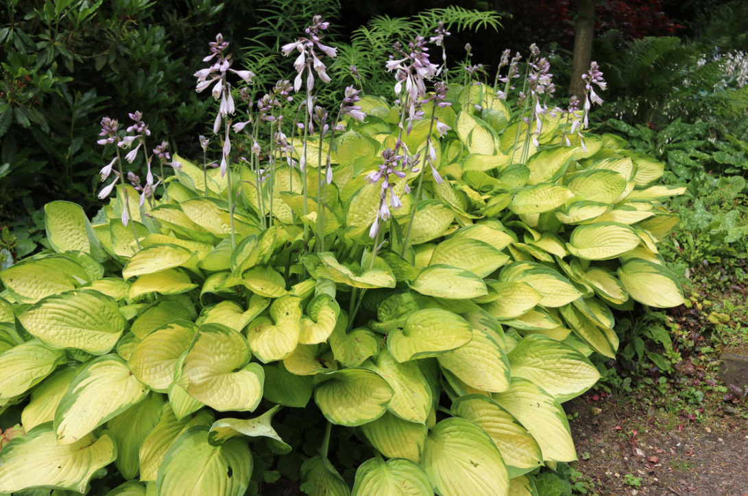 Perennials With Beautiful Leaves: Where To Plant Them And How To Care For Them (Part 3)