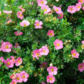 Popular Varieties Of Potentilla fruticosa