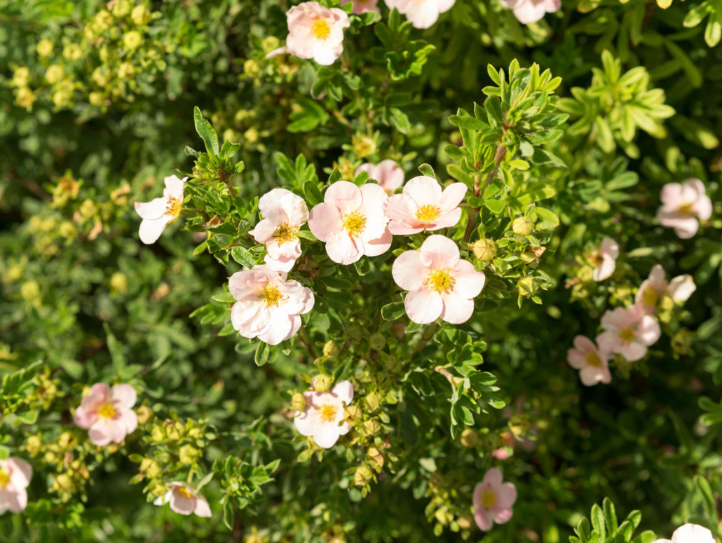 Popular Varieties Of Potentilla fruticosa