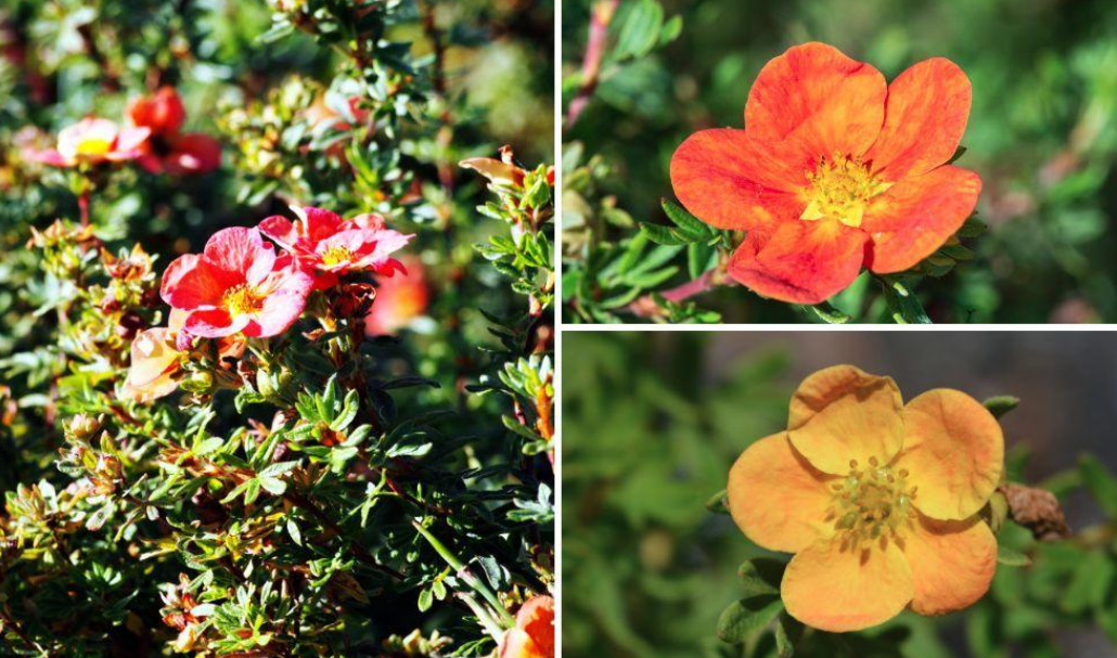 Popular Varieties Of Potentilla fruticosa