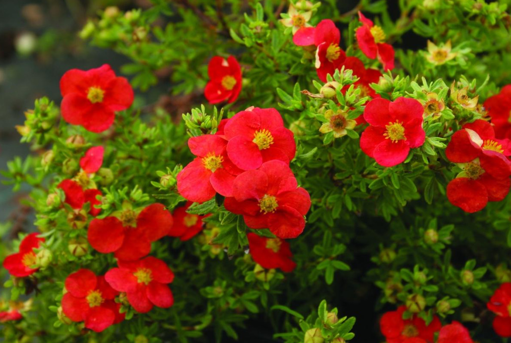 Popular Varieties Of Potentilla fruticosa