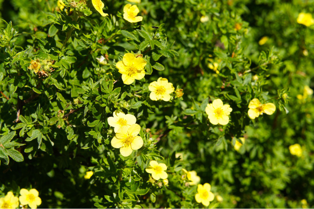 Popular Varieties Of Potentilla fruticosa