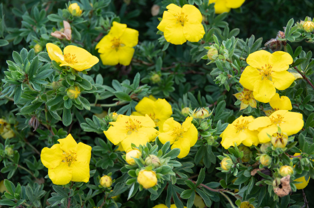 Popular Varieties Of Potentilla fruticosa