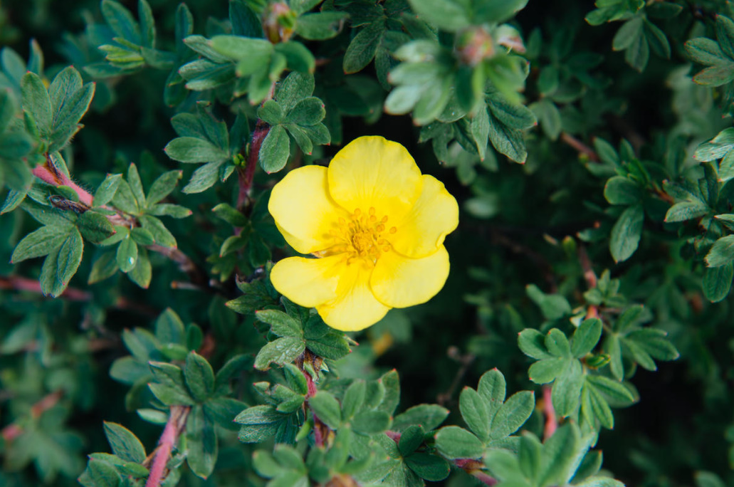 Popular Varieties Of Potentilla fruticosa