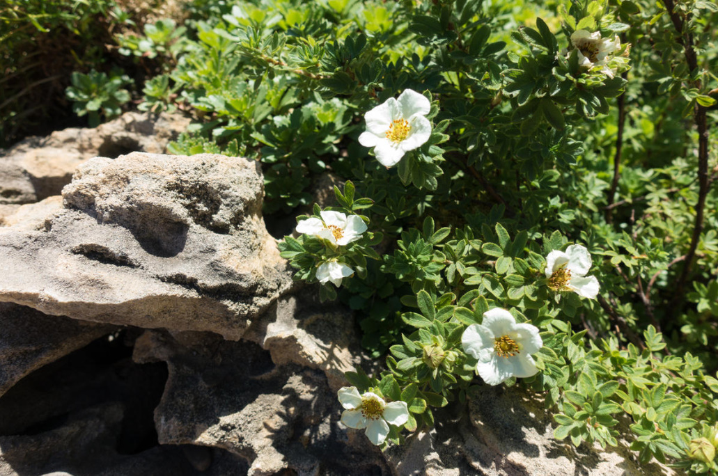 Popular Varieties Of Potentilla fruticosa