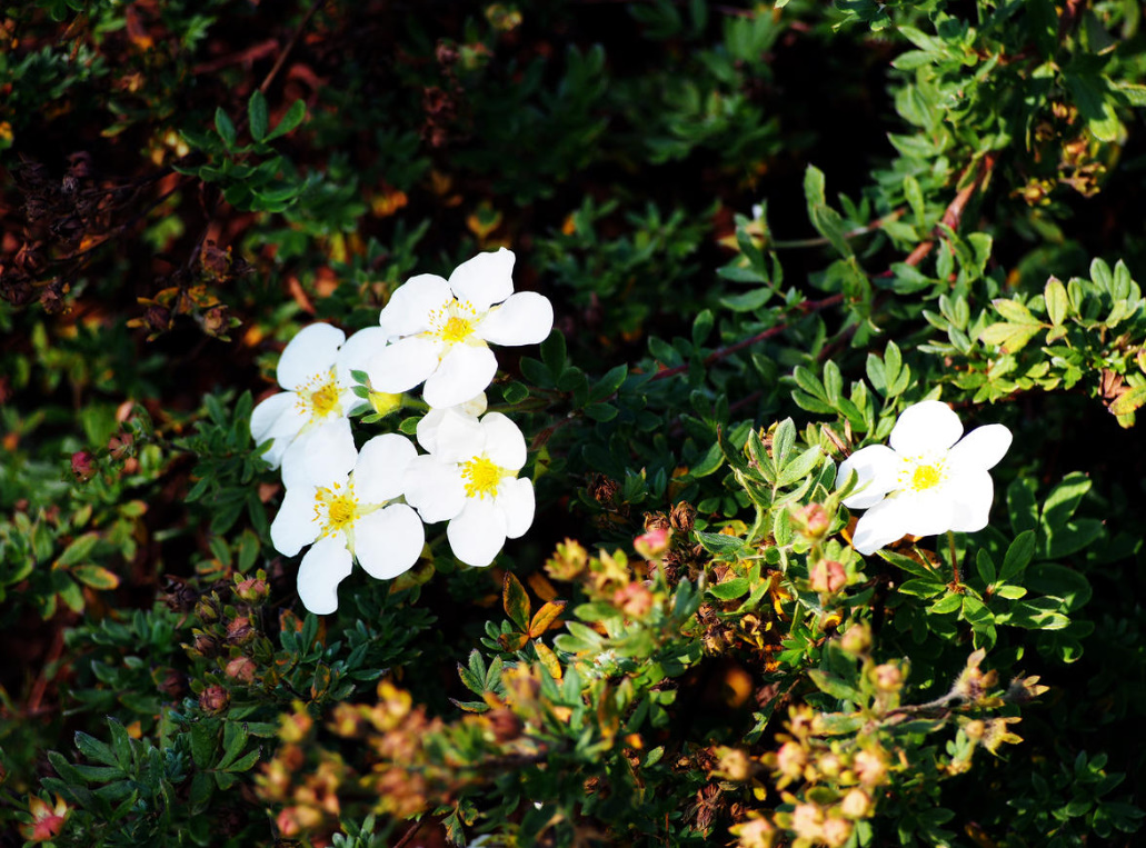 Popular Varieties Of Potentilla fruticosa