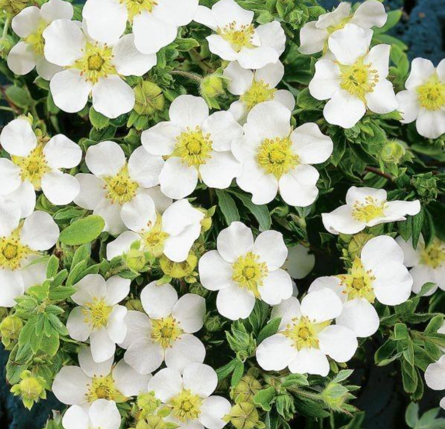 Popular Varieties Of Potentilla fruticosa