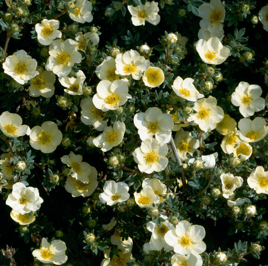 Popular Varieties Of Potentilla fruticosa