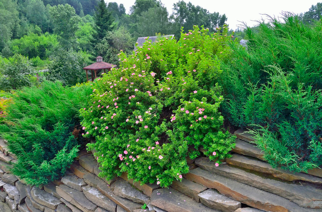 Popular Varieties Of Potentilla fruticosa