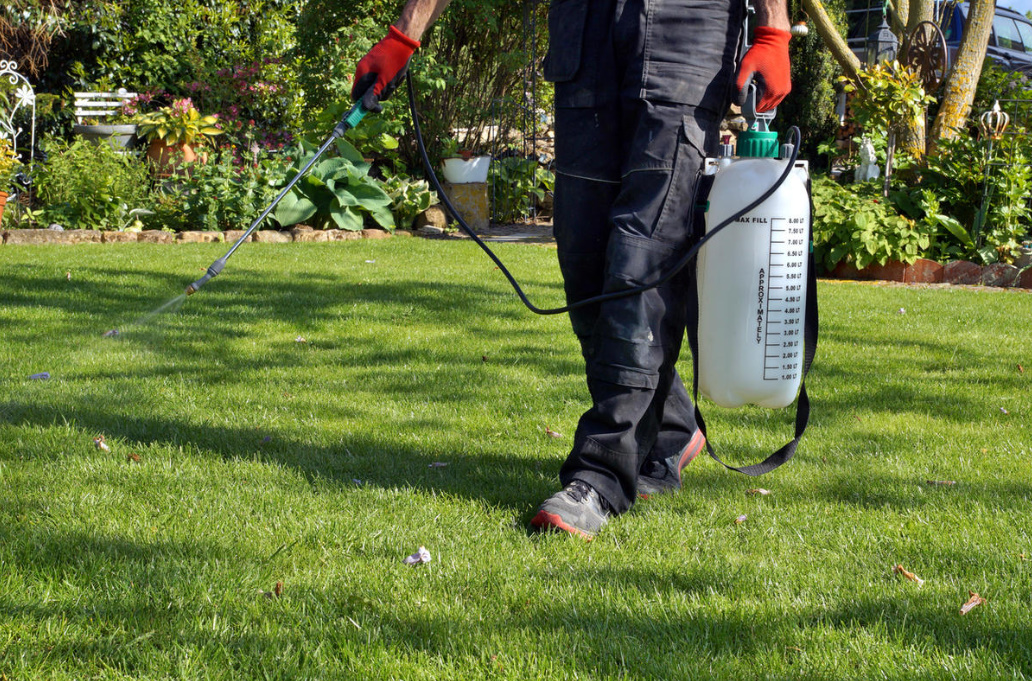 Secrets Of The Perfect Lawn: What To Feed, How To Cut, When To Water (Part 1)