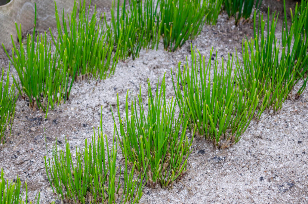 Slash-And-Burn Agriculture: This Was Not Told In Textbooks