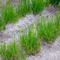 Slash-And-Burn Agriculture: This Was Not Told In Textbooks