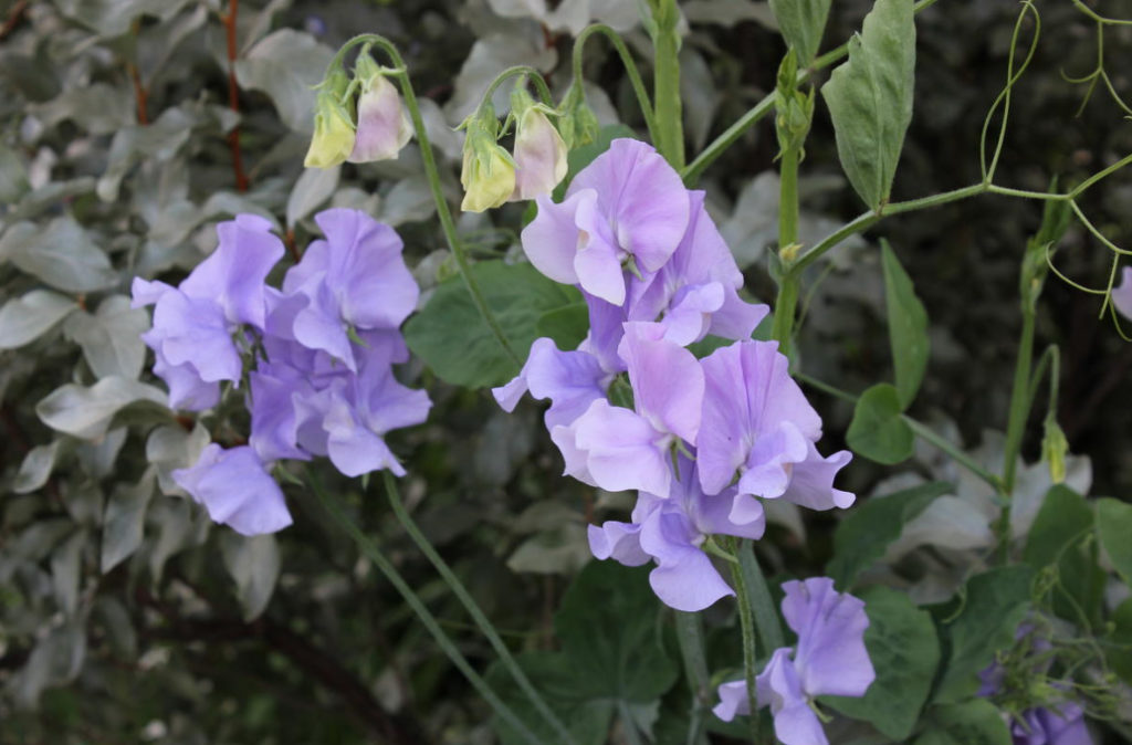 Sweet Peas: Which Varieties To Choose, How To Sow And Care For