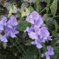 Sweet Peas: Which Varieties To Choose, How To Sow And Care For