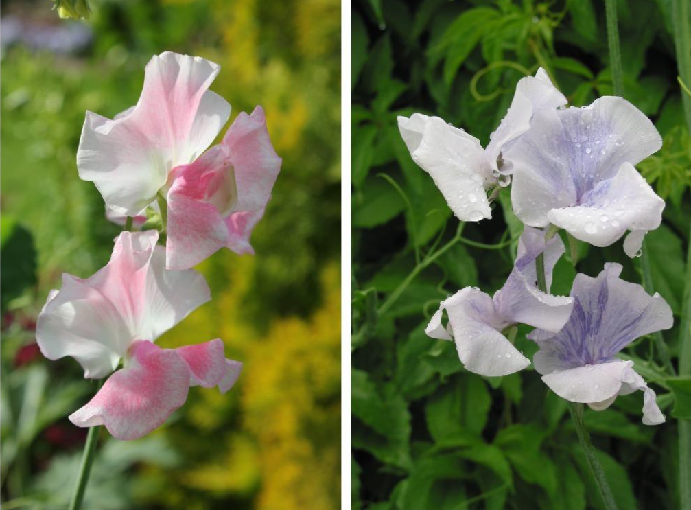 Sweet Peas: Which Varieties To Choose, How To Sow And Care For