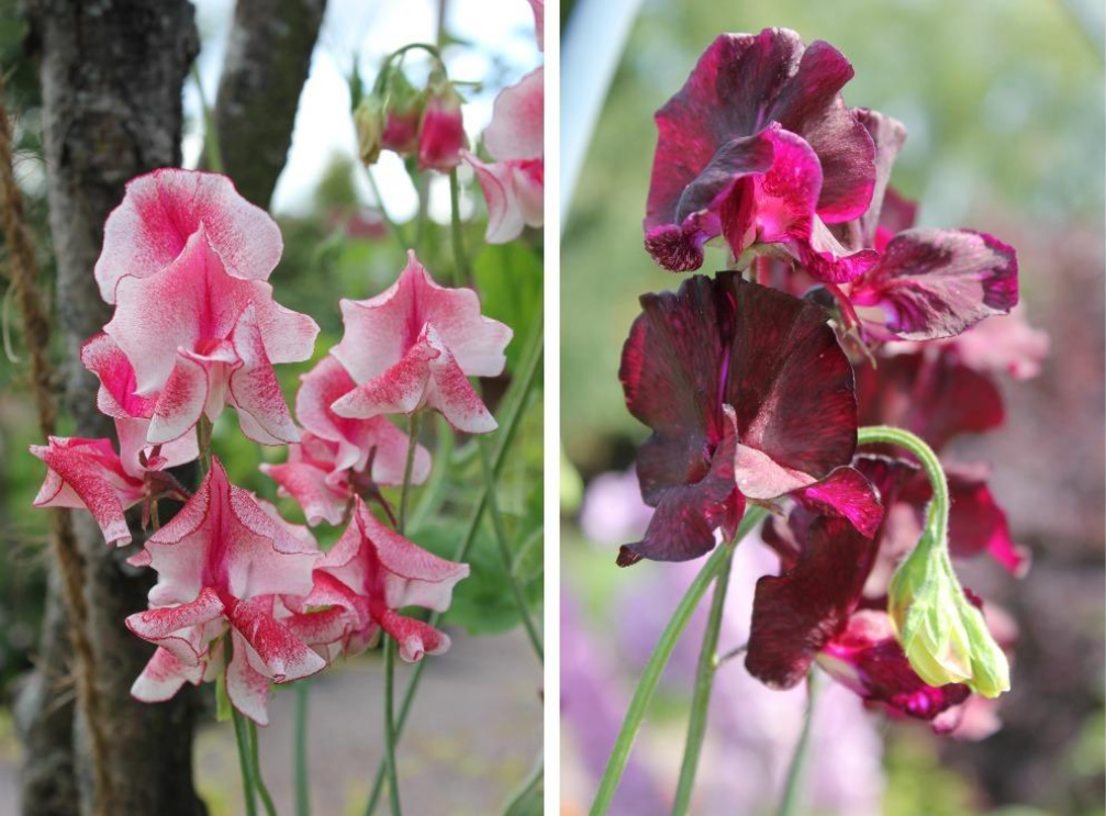 Sweet Peas: Which Varieties To Choose, How To Sow And Care For