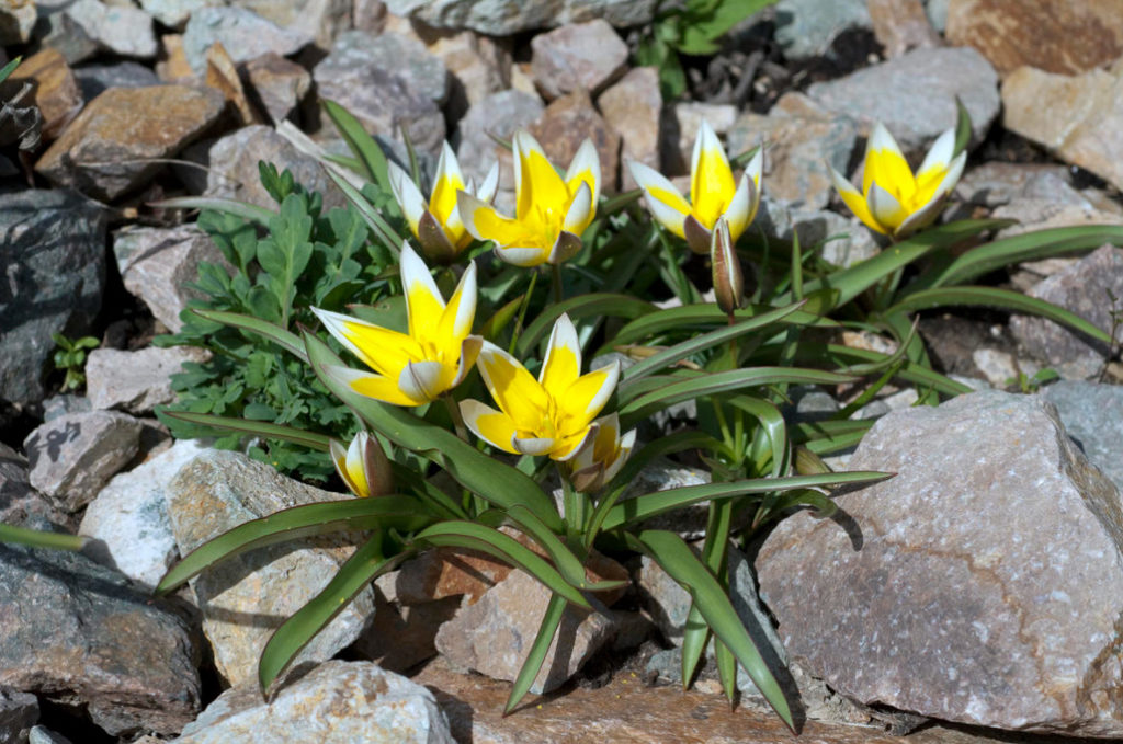 The Best Types Of Botanical Tulips: Strikingly Beautiful, Tenacious And Unpretentious