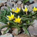 The Best Types Of Botanical Tulips: Strikingly Beautiful, Tenacious And Unpretentious